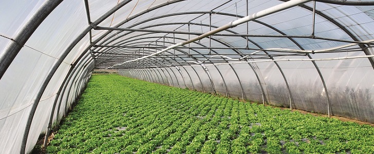 Here's What Industry Insiders Say About Greenhouse Covers
